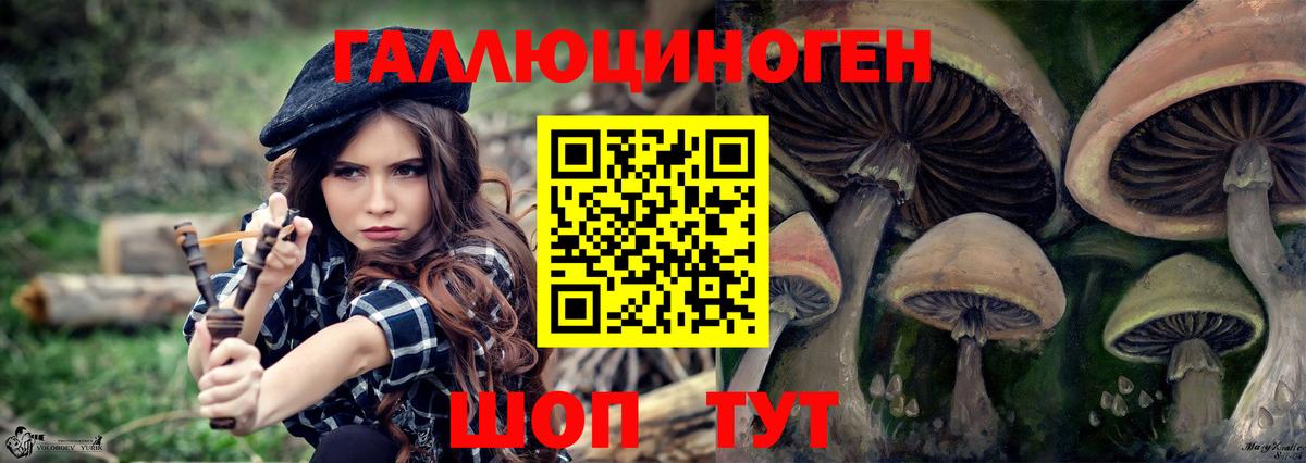 Галлюциногенные грибы Psilocybe Карасук